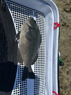 メジナの釣果