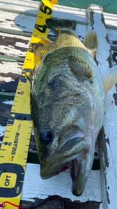 ブラックバスの釣果