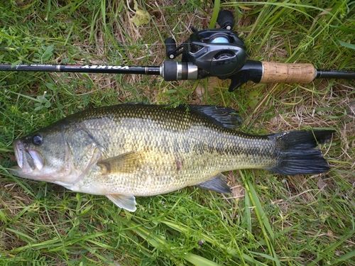ラージマウスバスの釣果