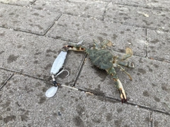 イシガニの釣果