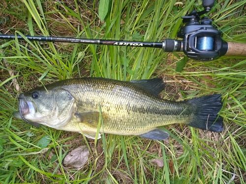 ラージマウスバスの釣果