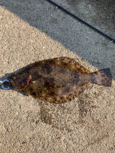 ヒラメの釣果