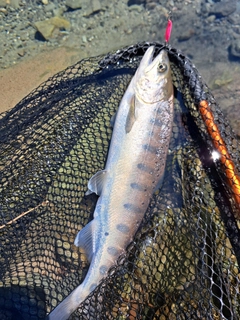 ヤマメの釣果
