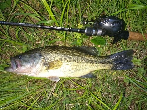 ラージマウスバスの釣果