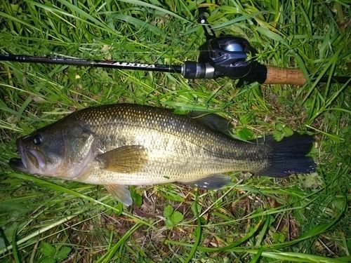ラージマウスバスの釣果