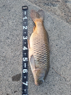 コイの釣果