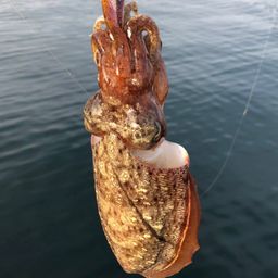 モンゴウイカ