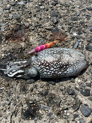 シリヤケイカの釣果