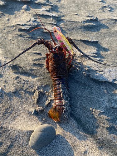 イセエビの釣果