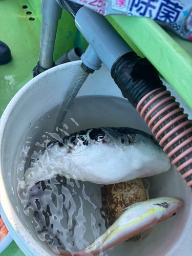 トラフグの釣果