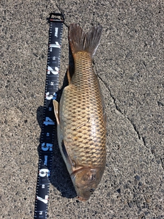 コイの釣果