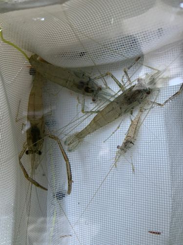 テナガエビの釣果