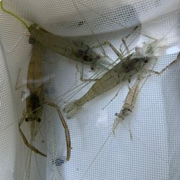テナガエビ