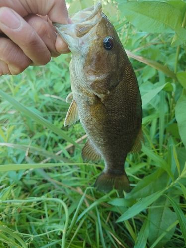 スモールマウスバスの釣果
