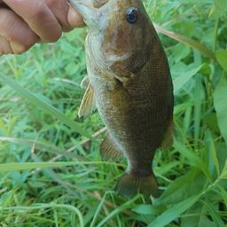 スモールマウスバス