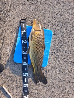 コイの釣果