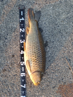 コイの釣果