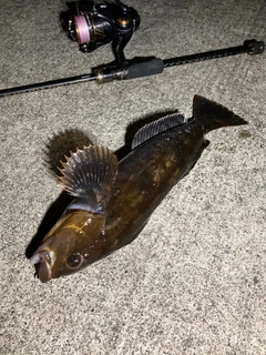 アイナメの釣果