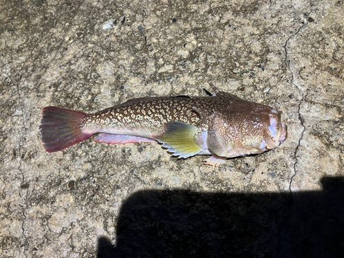 ミシマオコゼの釣果