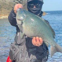 クチブトグレ