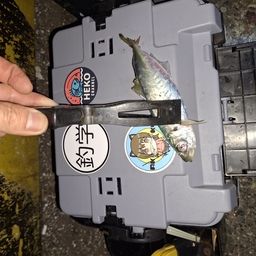 アジ
