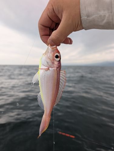 ソコイトヨリの釣果