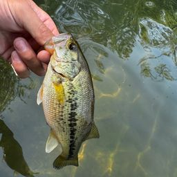 ラージマウスバス