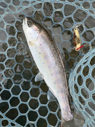 ヤマメの釣果
