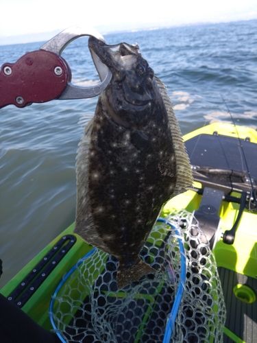 ソゲの釣果