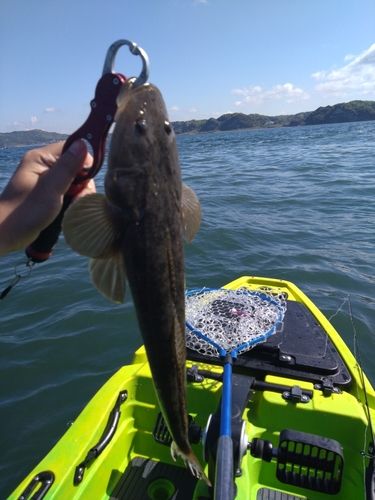 マゴチの釣果