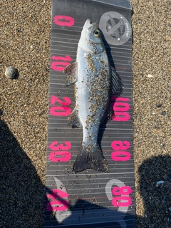 セイゴ（ヒラスズキ）の釣果