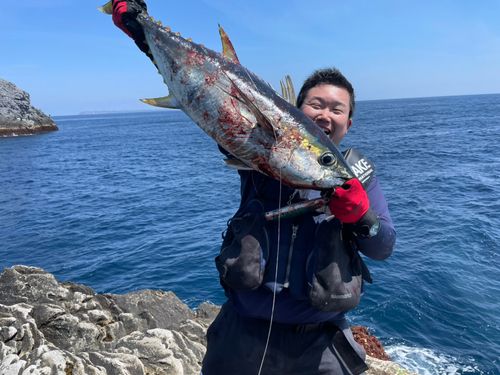 キハダマグロの釣果