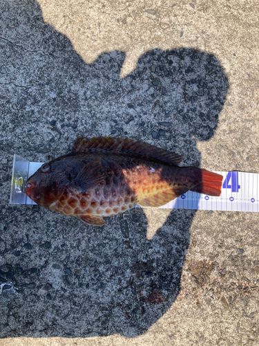 ブダイの釣果