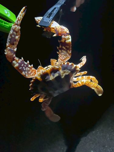 ヤリイカの釣果