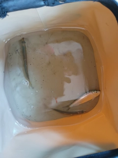 サッパの釣果