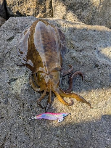 アオリイカの釣果