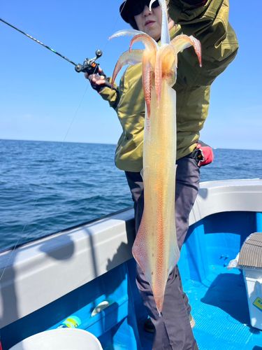 ケンサキイカの釣果