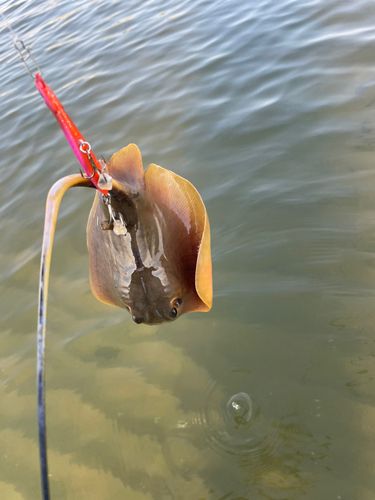 アカエイの釣果