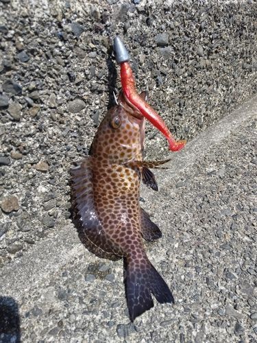 オオモンハタの釣果