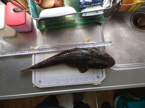マゴチの釣果
