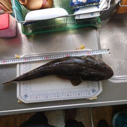 マゴチ