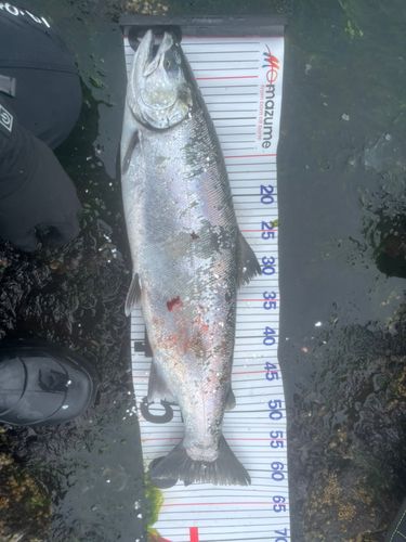 サクラマスの釣果