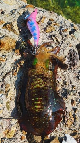 アオリイカの釣果