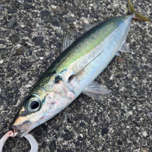 ムロアジの釣果