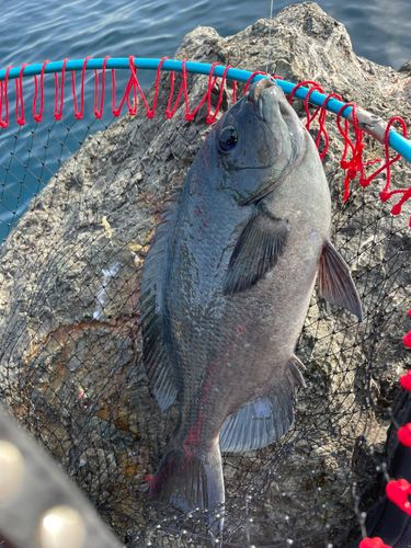 メジナの釣果