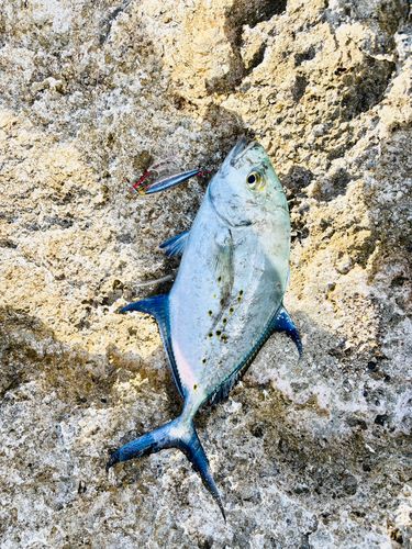 ナンヨウカイワリの釣果