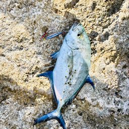 ナンヨウカイワリ