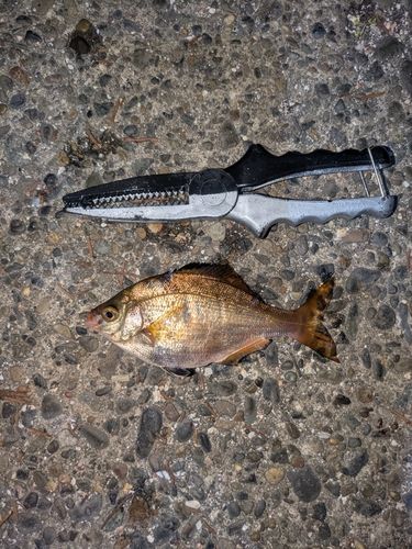 ウミタナゴの釣果