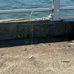 カタクチイワシ