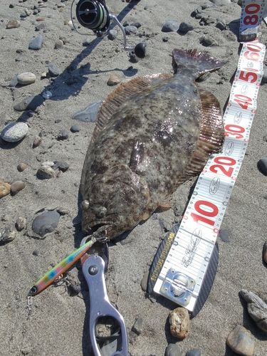 ヒラメの釣果